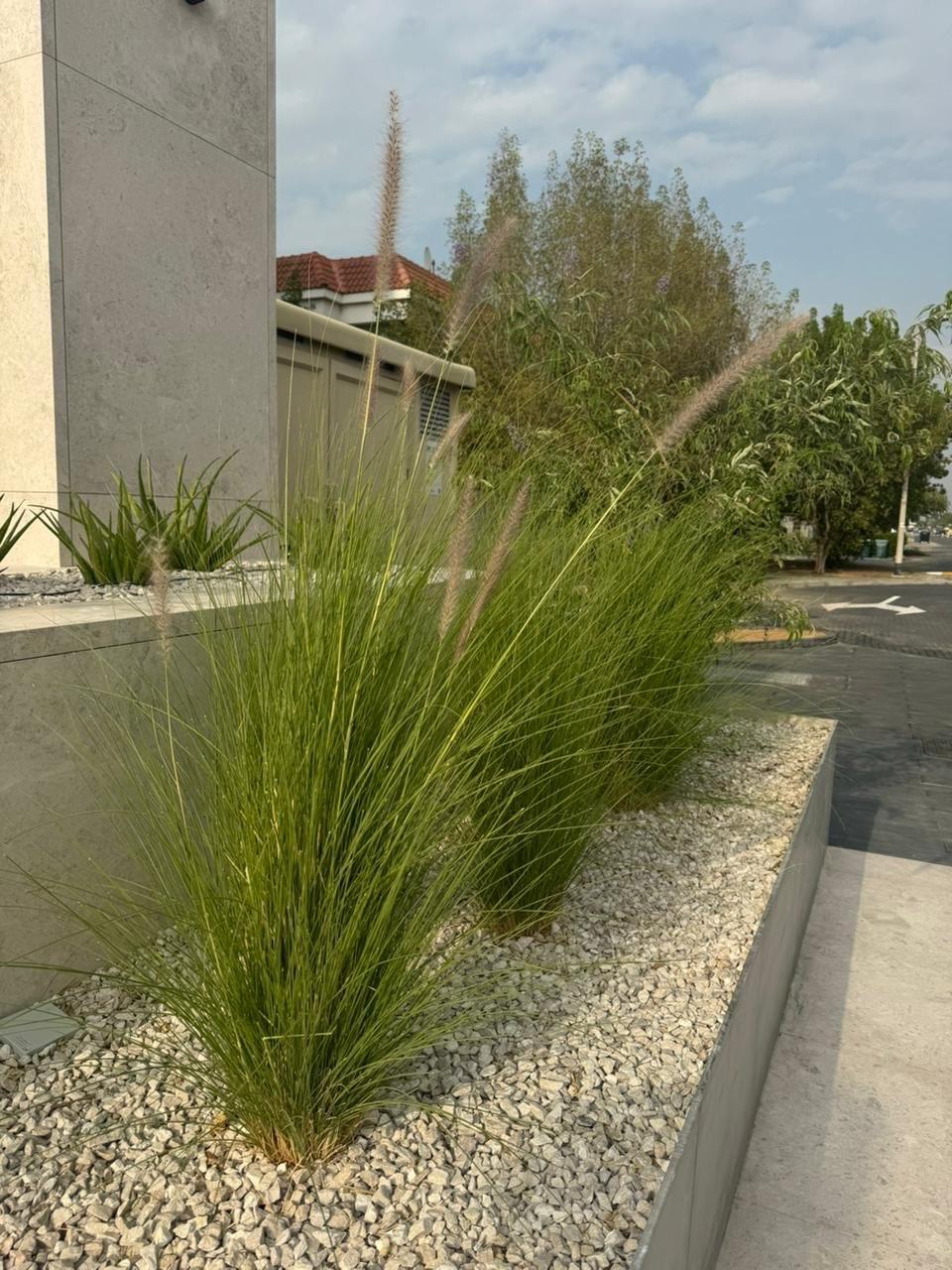 Fountain Grass