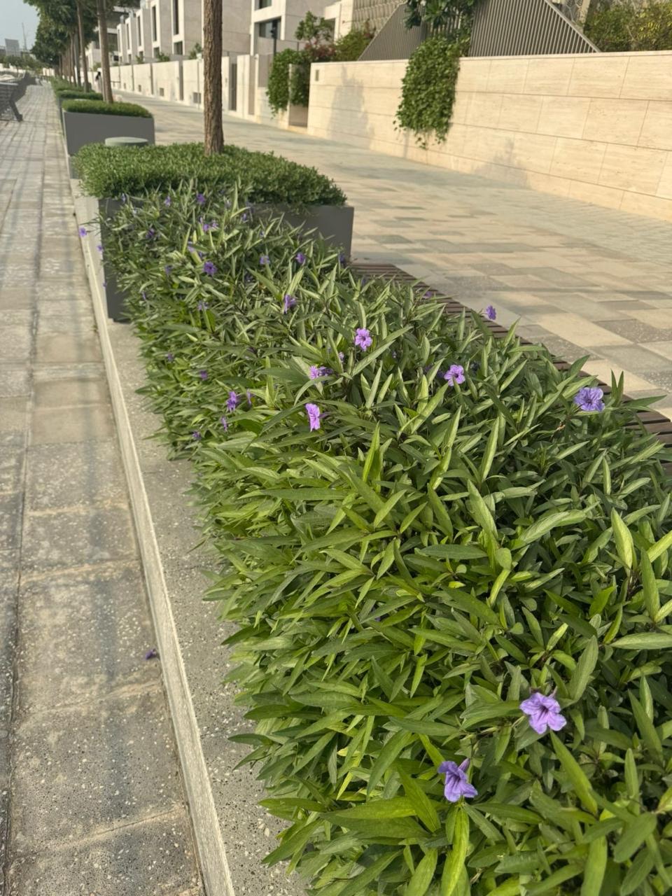 Mexican Petunia