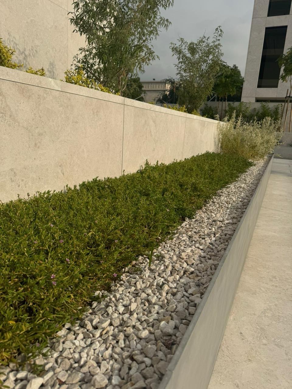 Coastal Rosemary