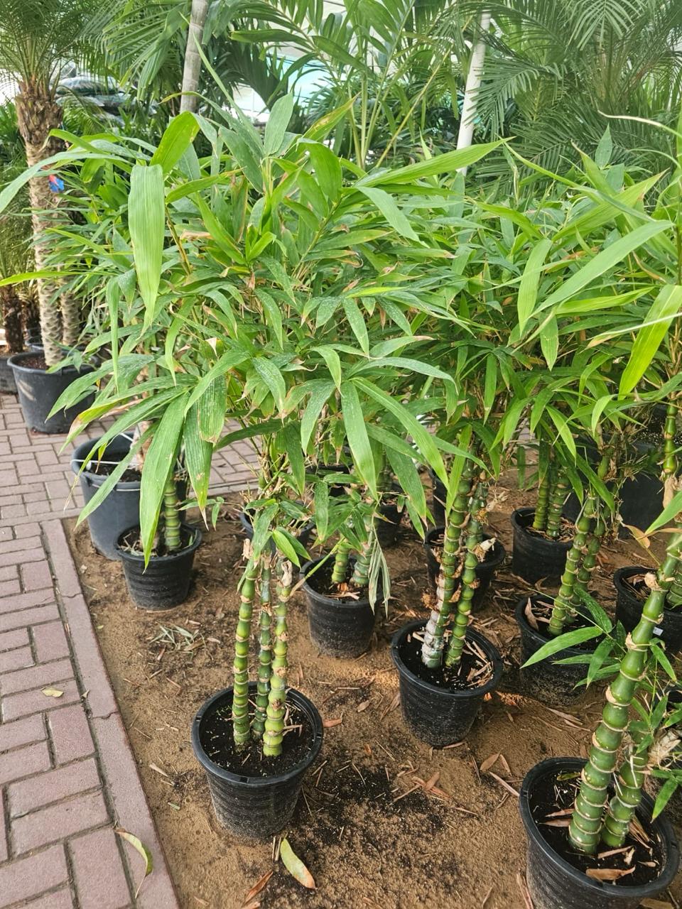 Bambusa Grass (Bamboo)
