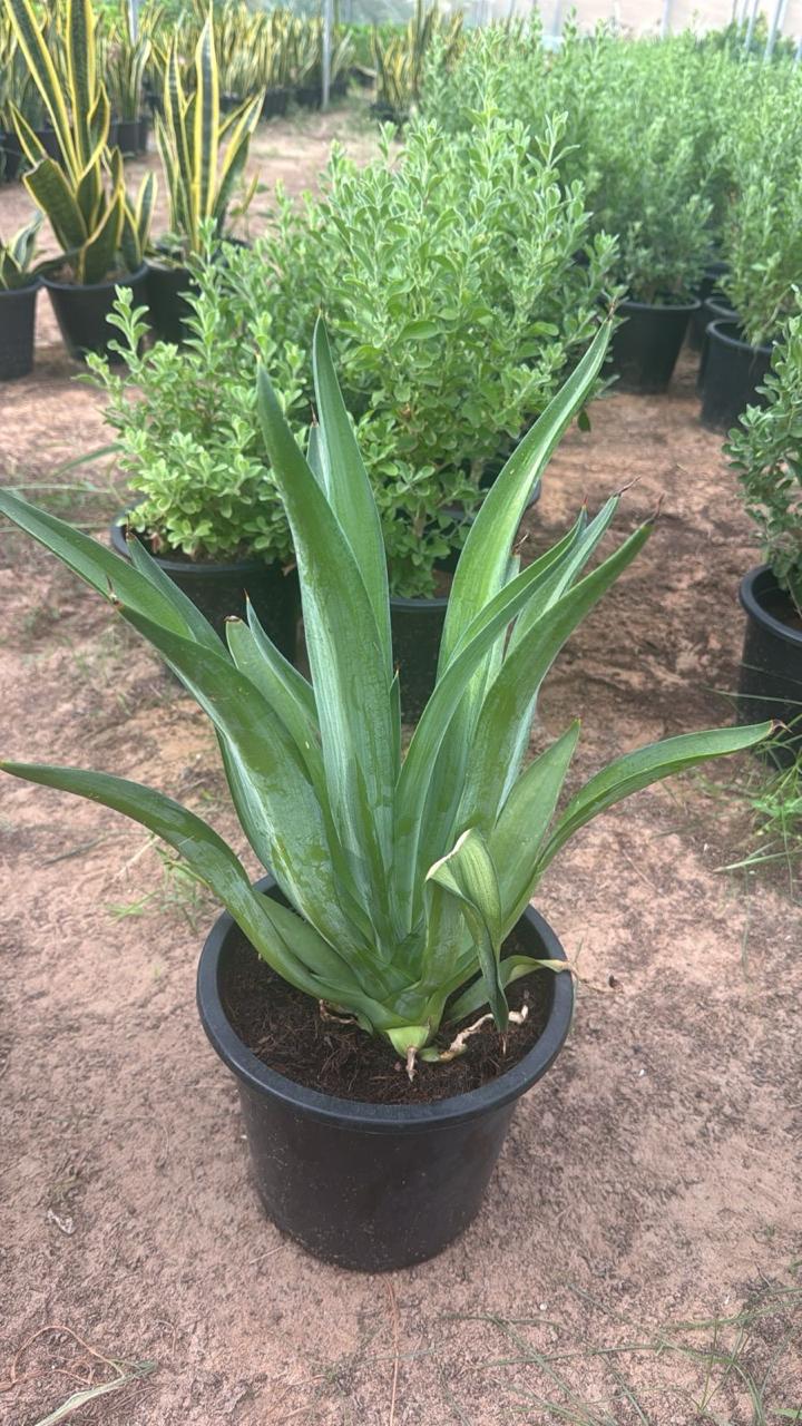 Snake plant