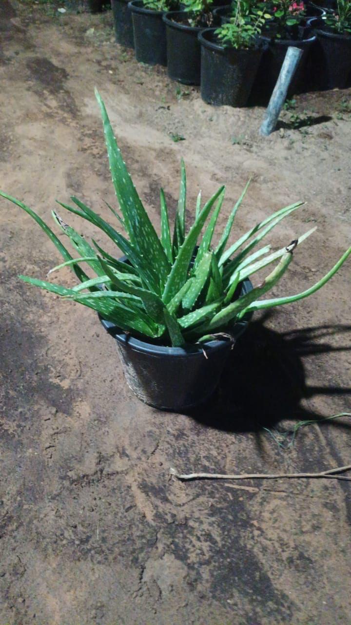 Aloe plant