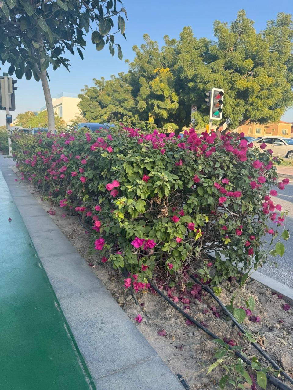 Bougainvillea