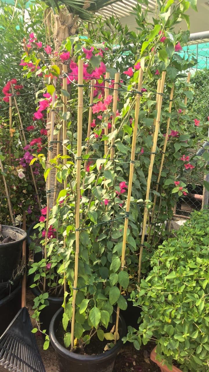 Bougainvillea