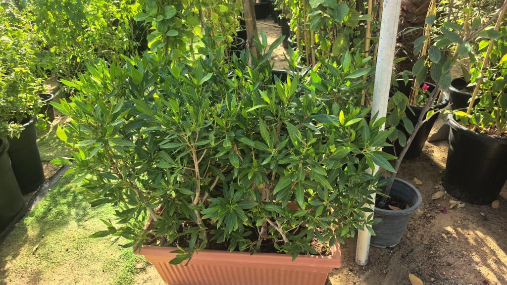 Conocarpus Hedge