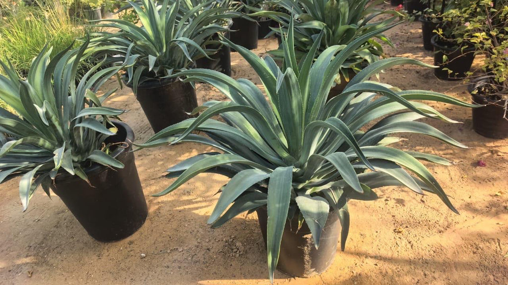 Agave Plant
