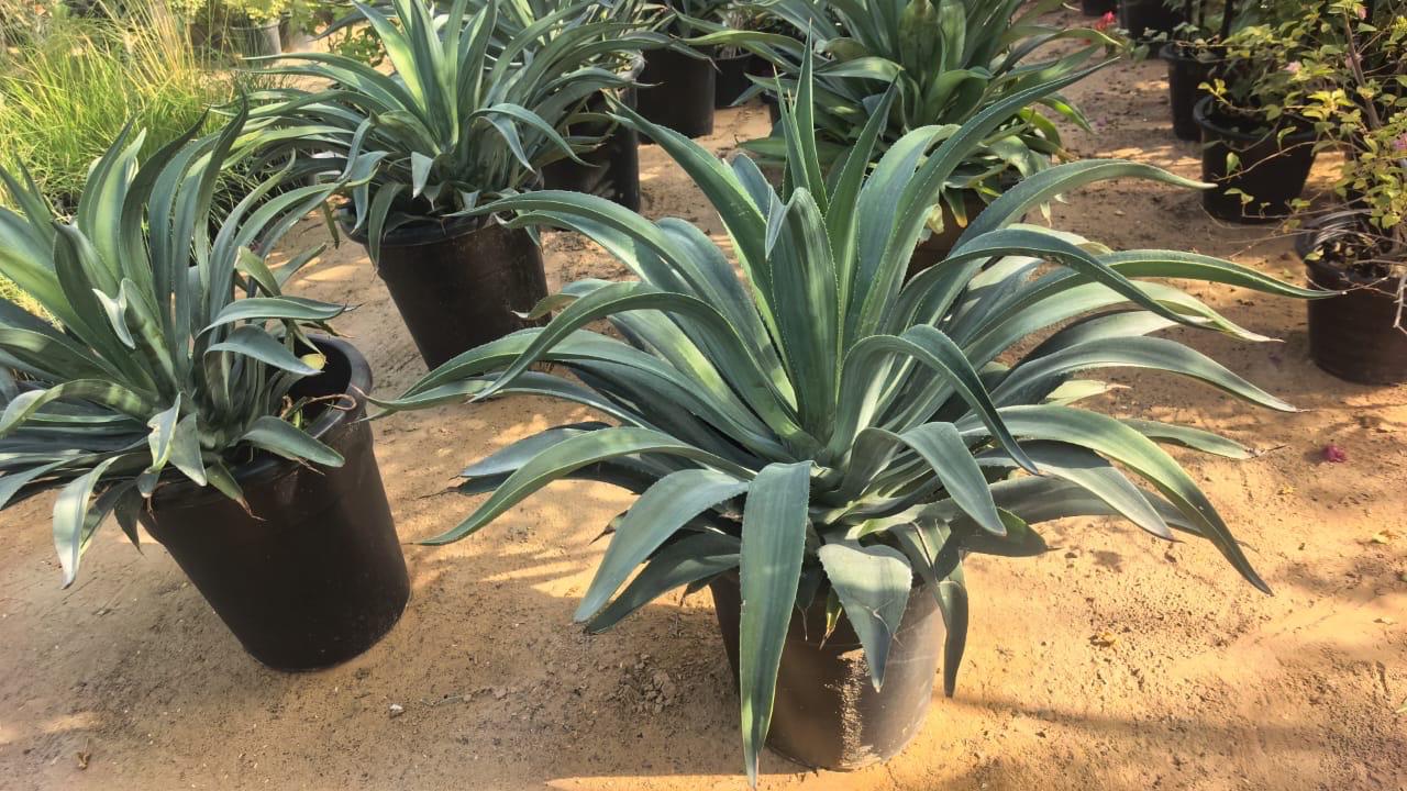 Agave Plant