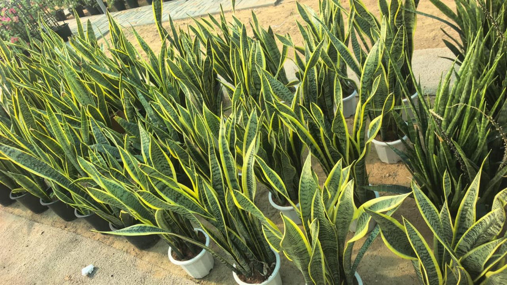 Sansevieria