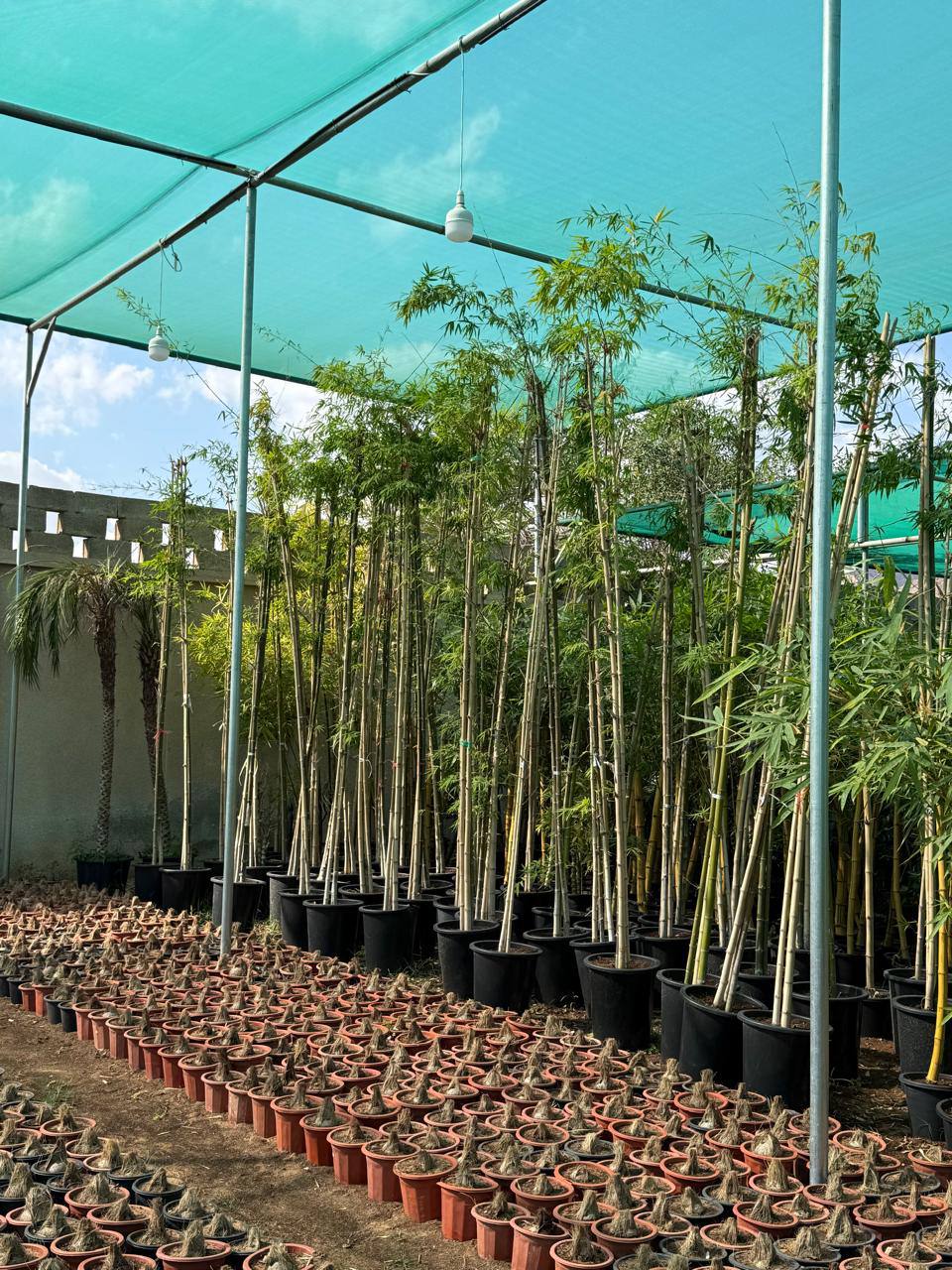 Bamboo