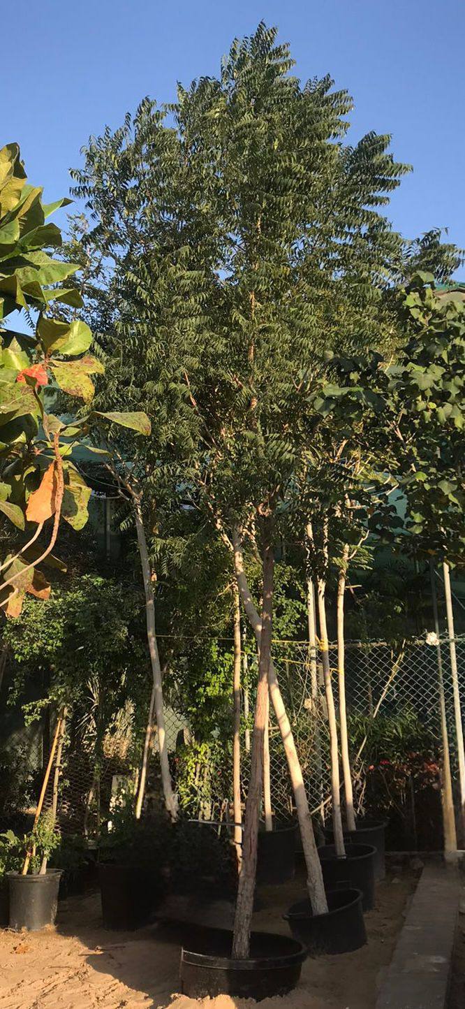 Neem tree