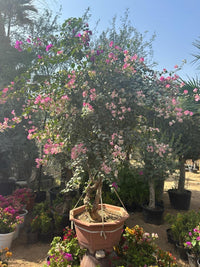 Bougainvillea Tree