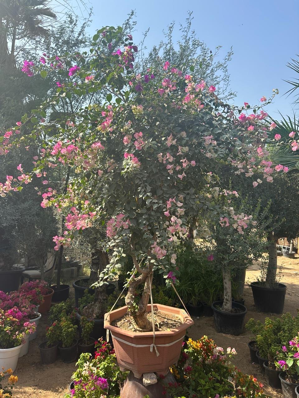 Bougainvillea Tree
