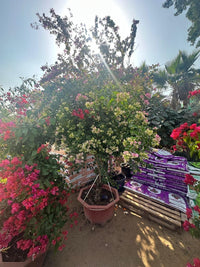 Bougainvillea Tree