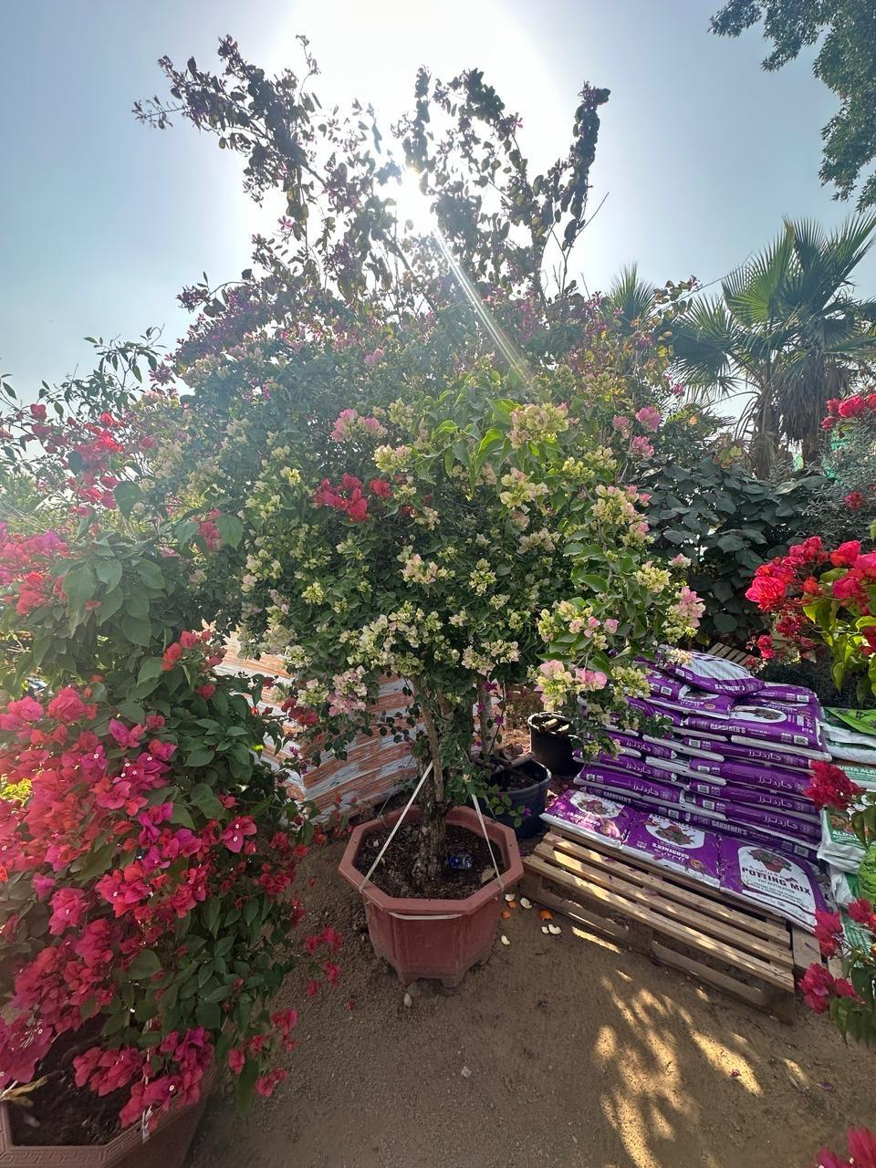 Bougainvillea Tree