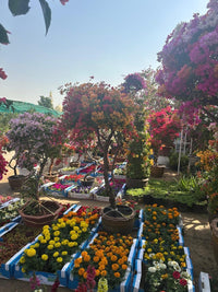 Bougainvillea Tree