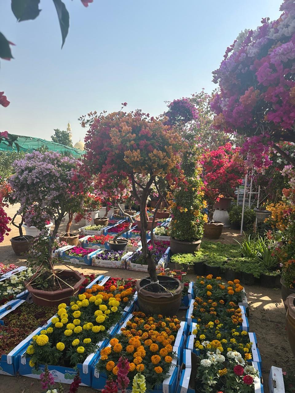 Bougainvillea Tree