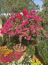 Bougainvillea Tree