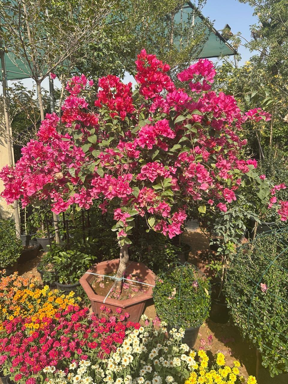 Bougainvillea Tree