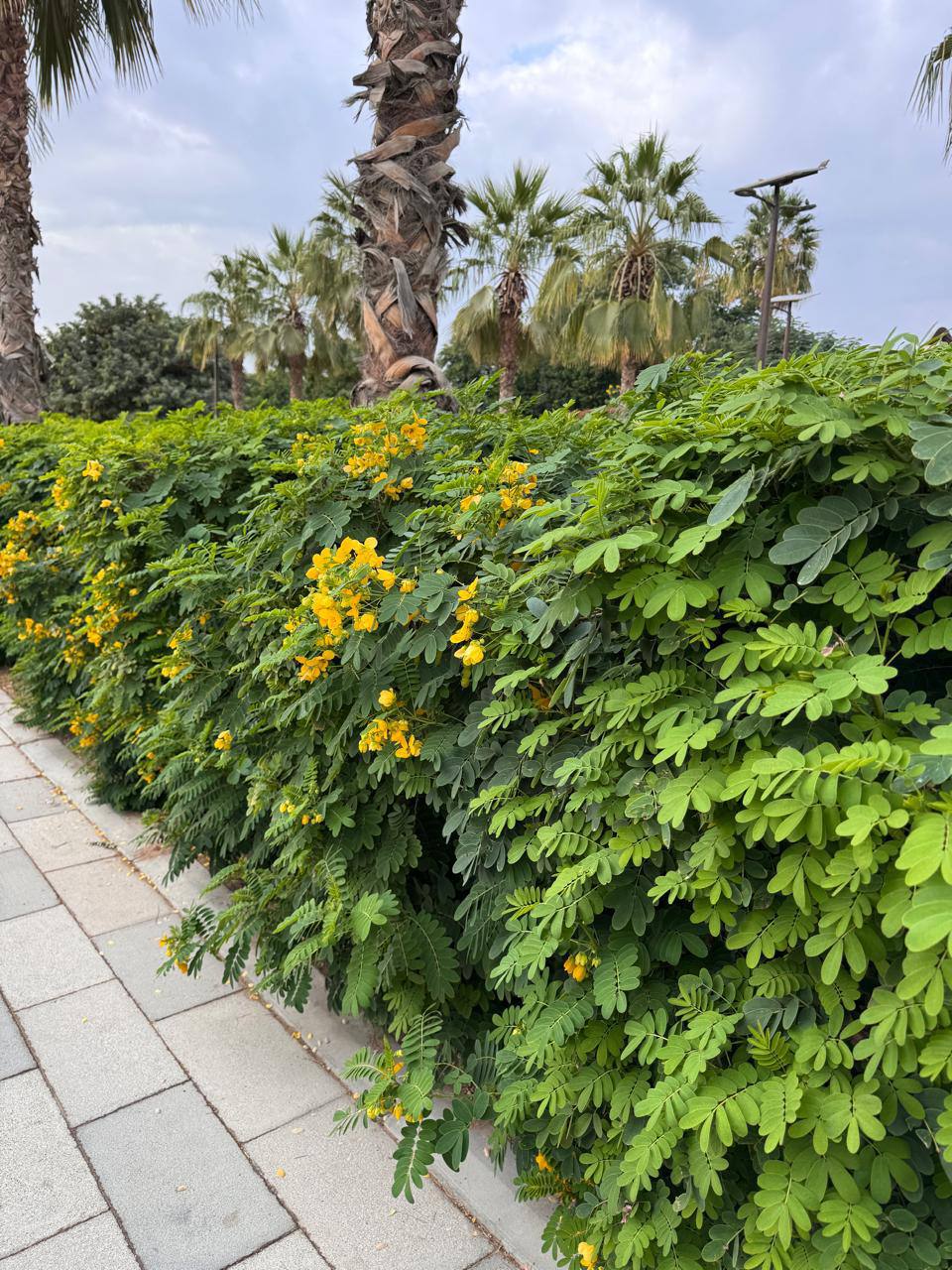 Duranta gold