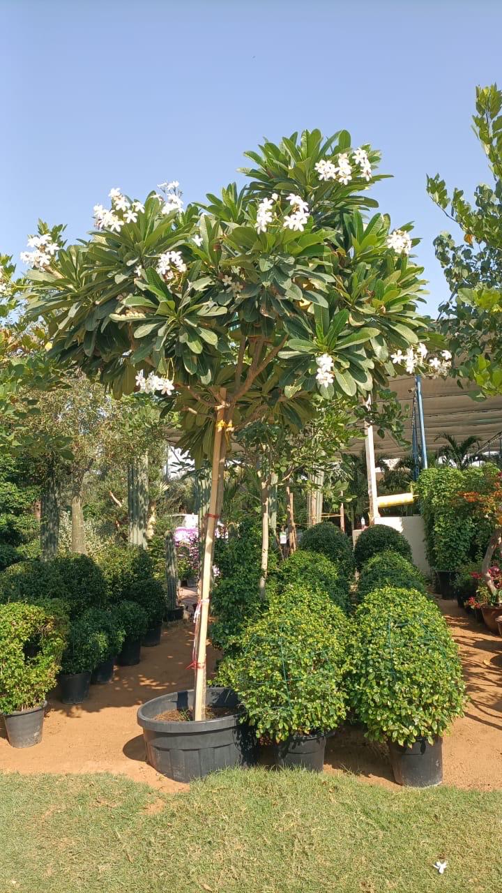 Plumeria Tree