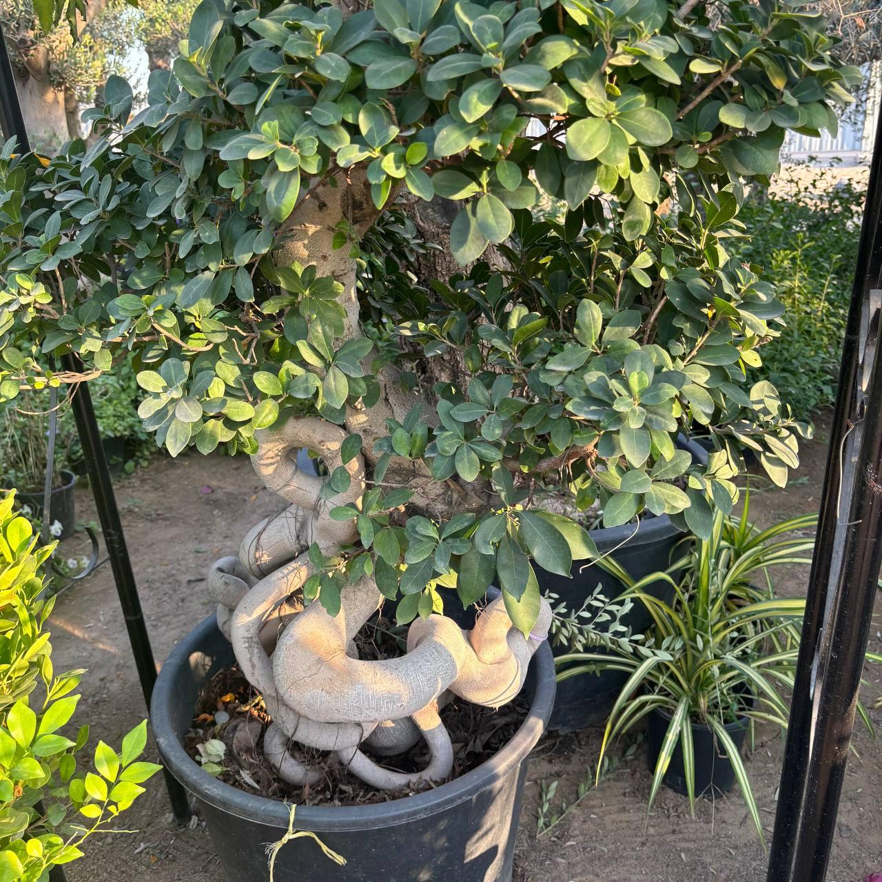 Ficus Tree