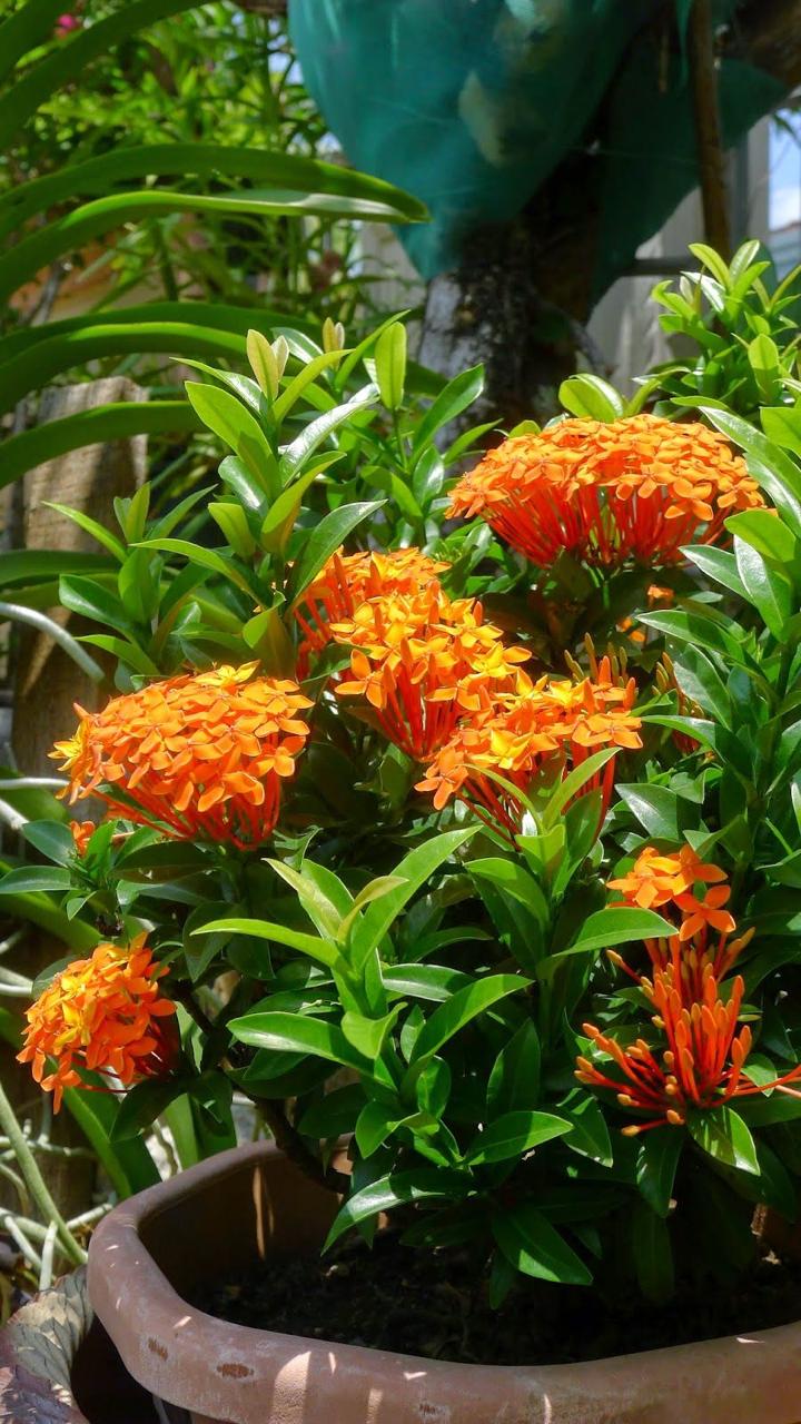 Ixora
