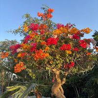 Bougainvillea Tree
