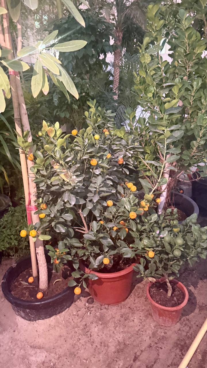 Mandarin tree