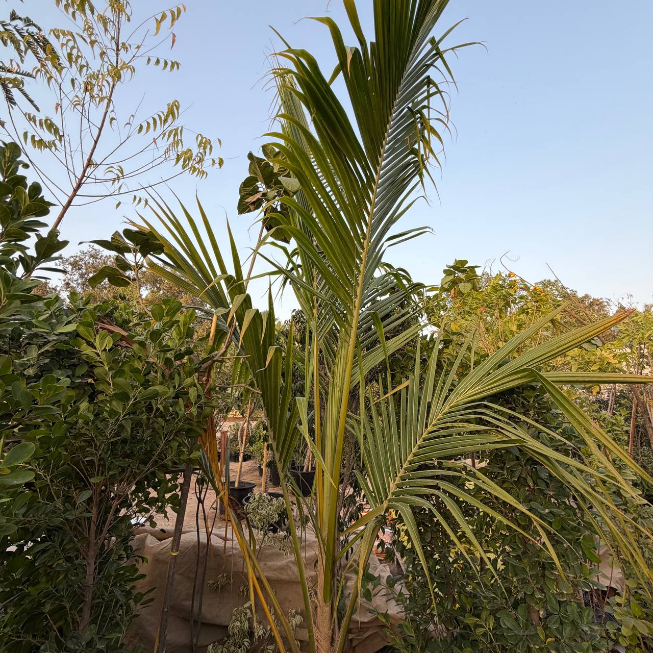 Coconut palm