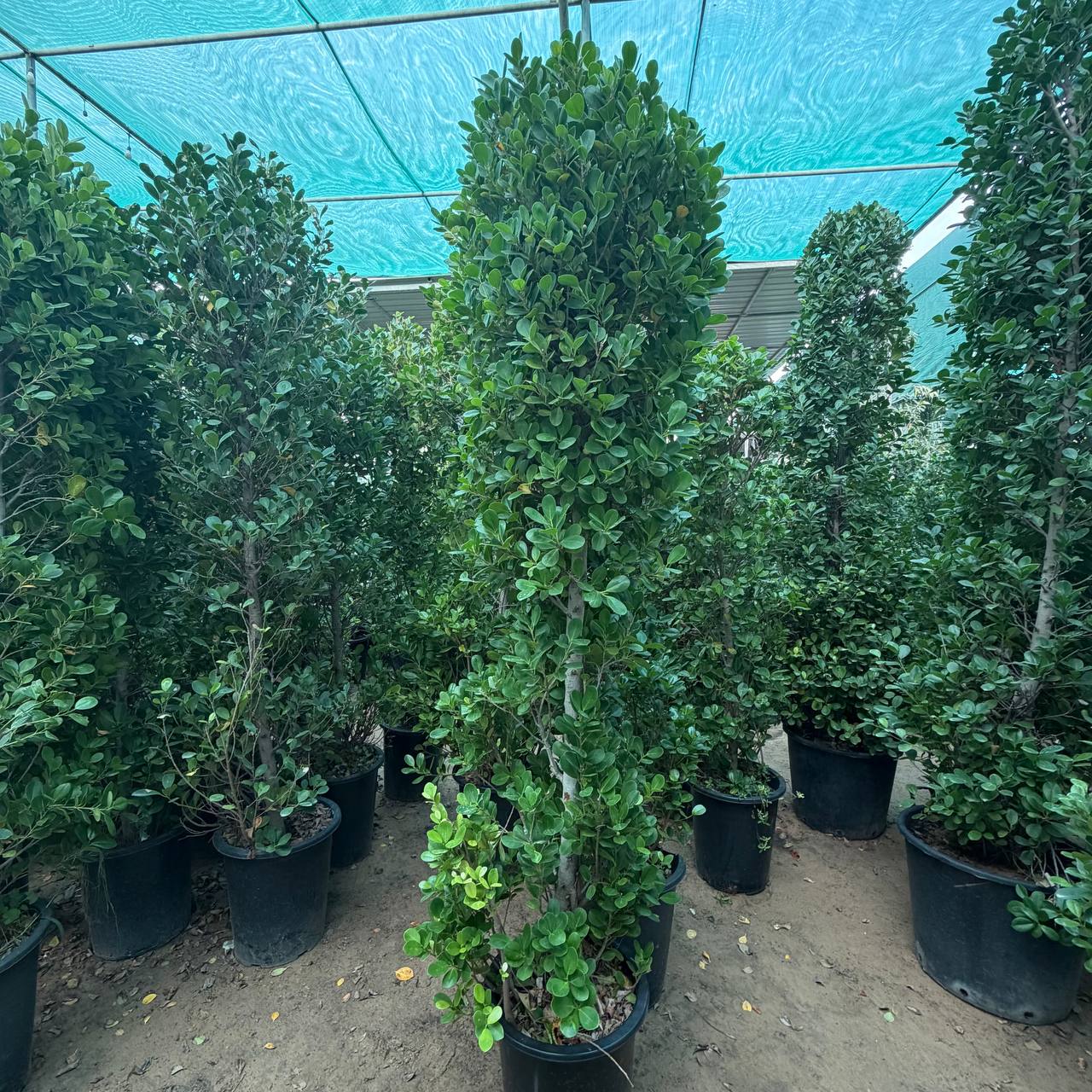 Ficus panda