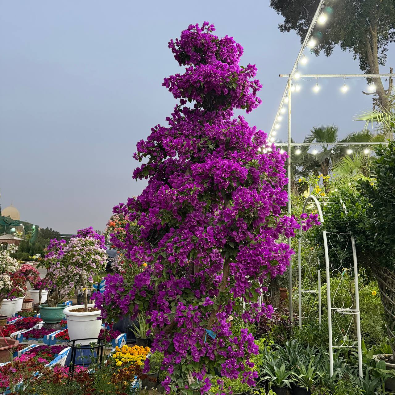 Bougainvillea
