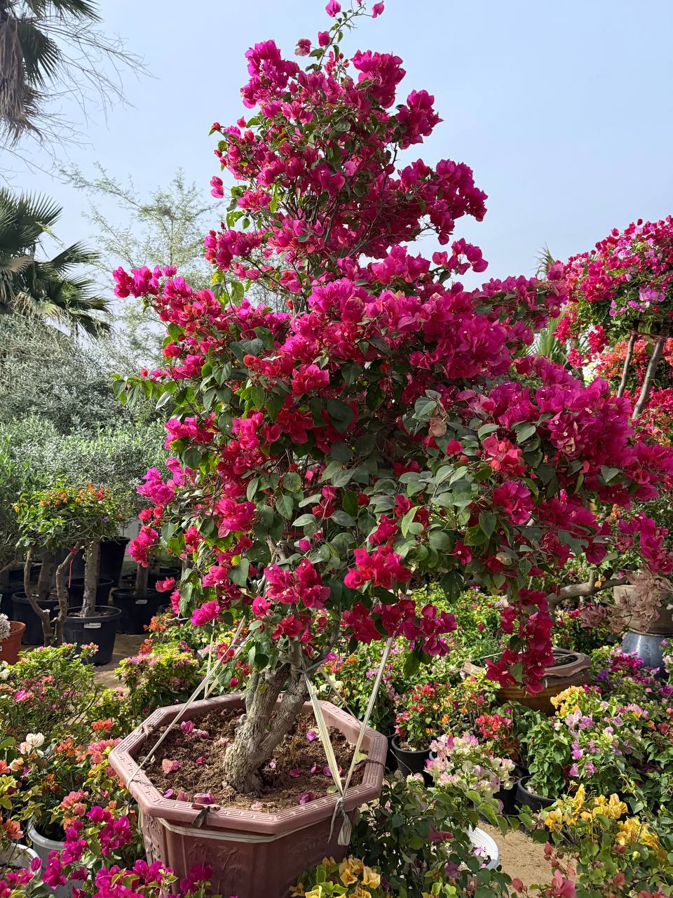 Bougainvillea