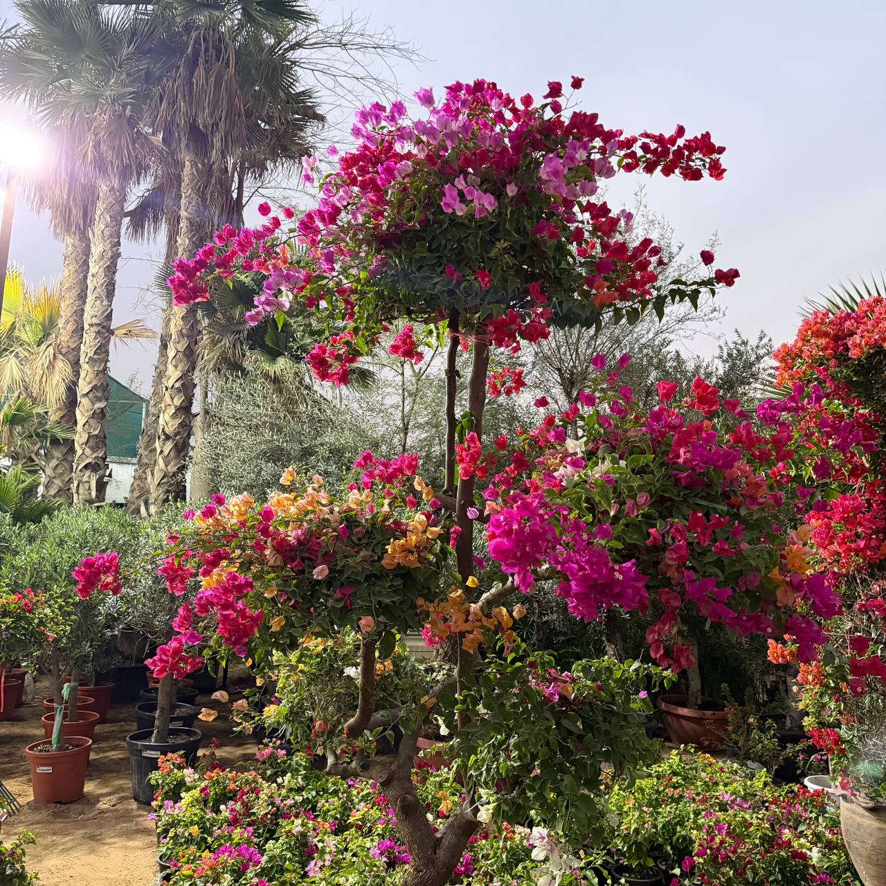 Bougainvillea