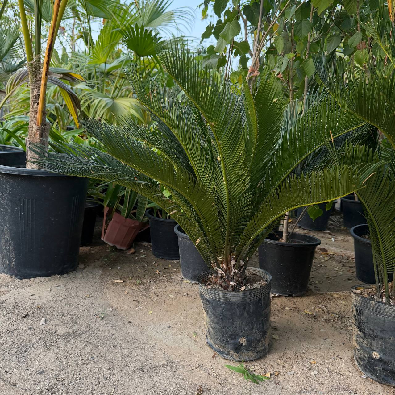 Cyes palm