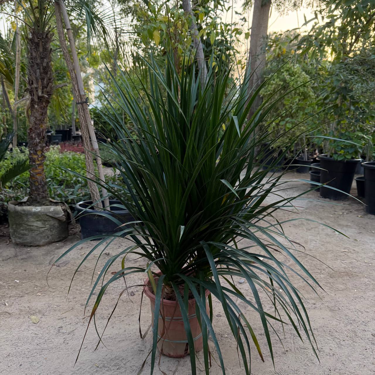 Drasinia