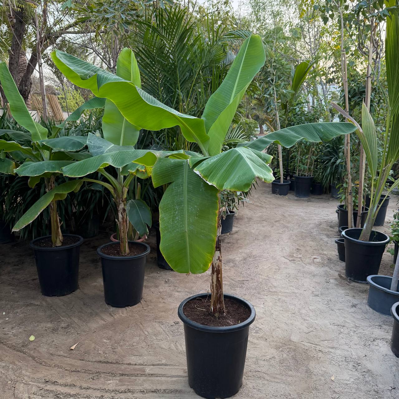 Banana palm