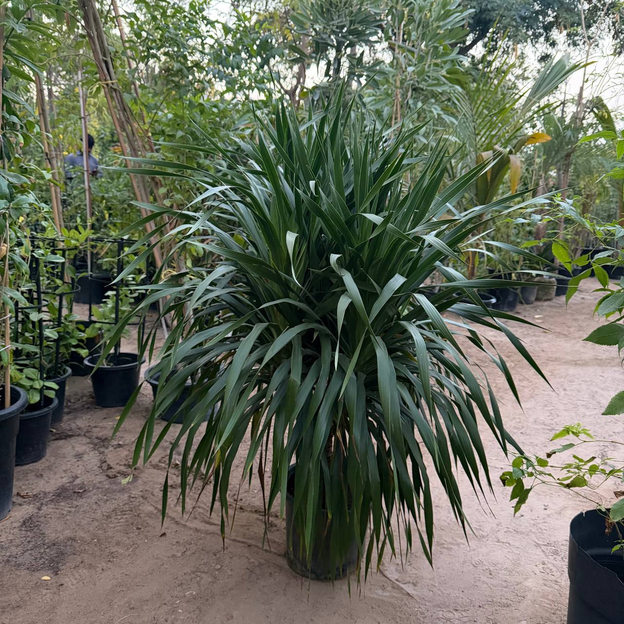 Dracinia