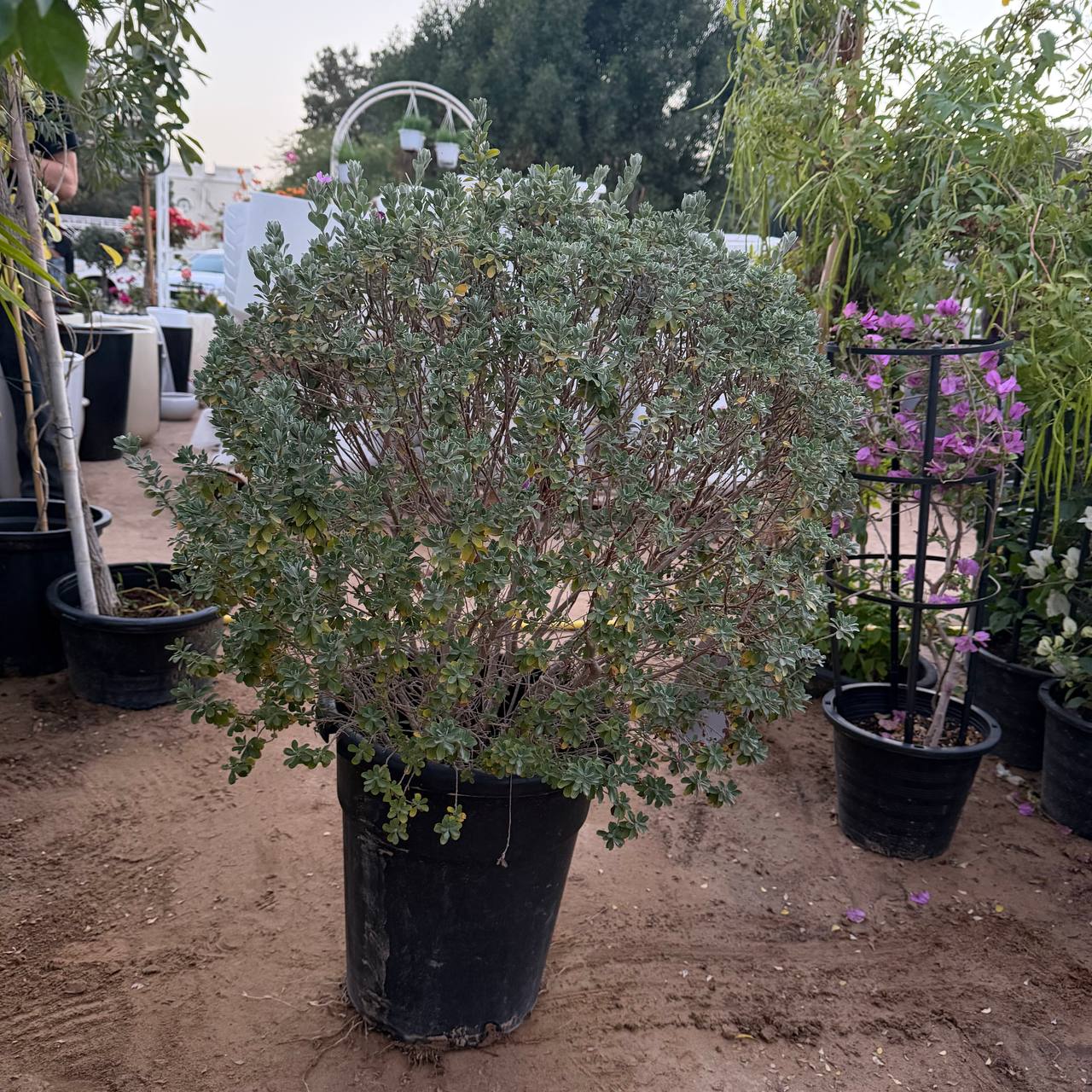 Leucophyllum
