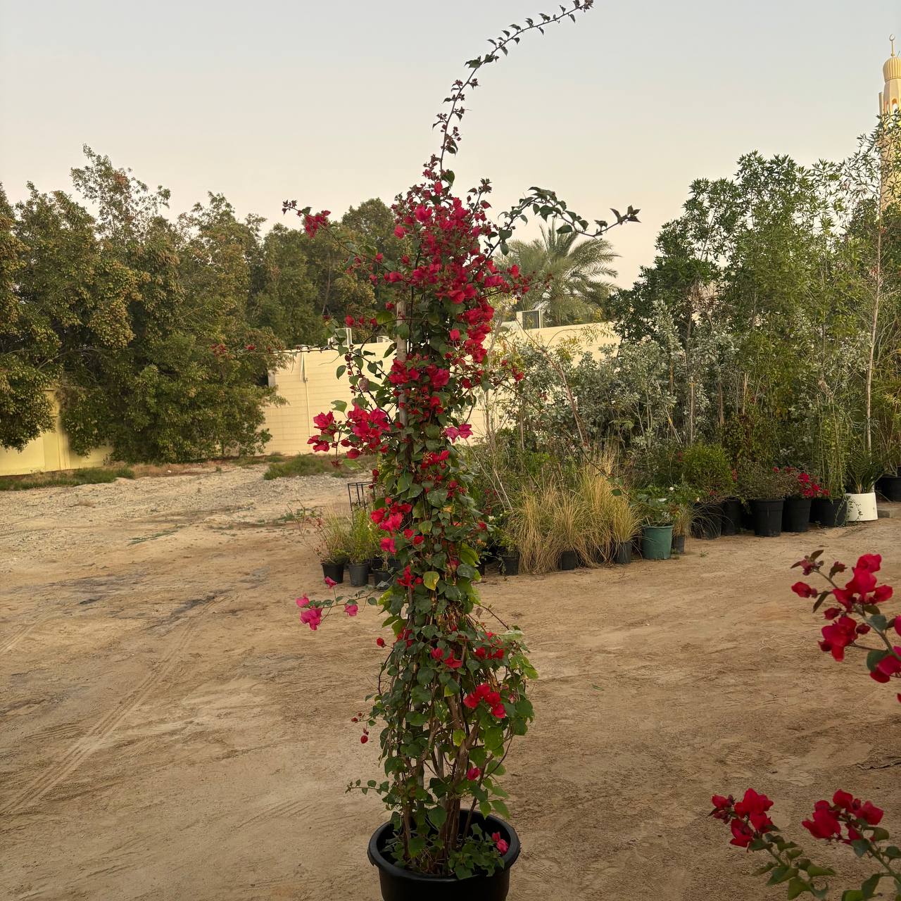 Bougainvillea