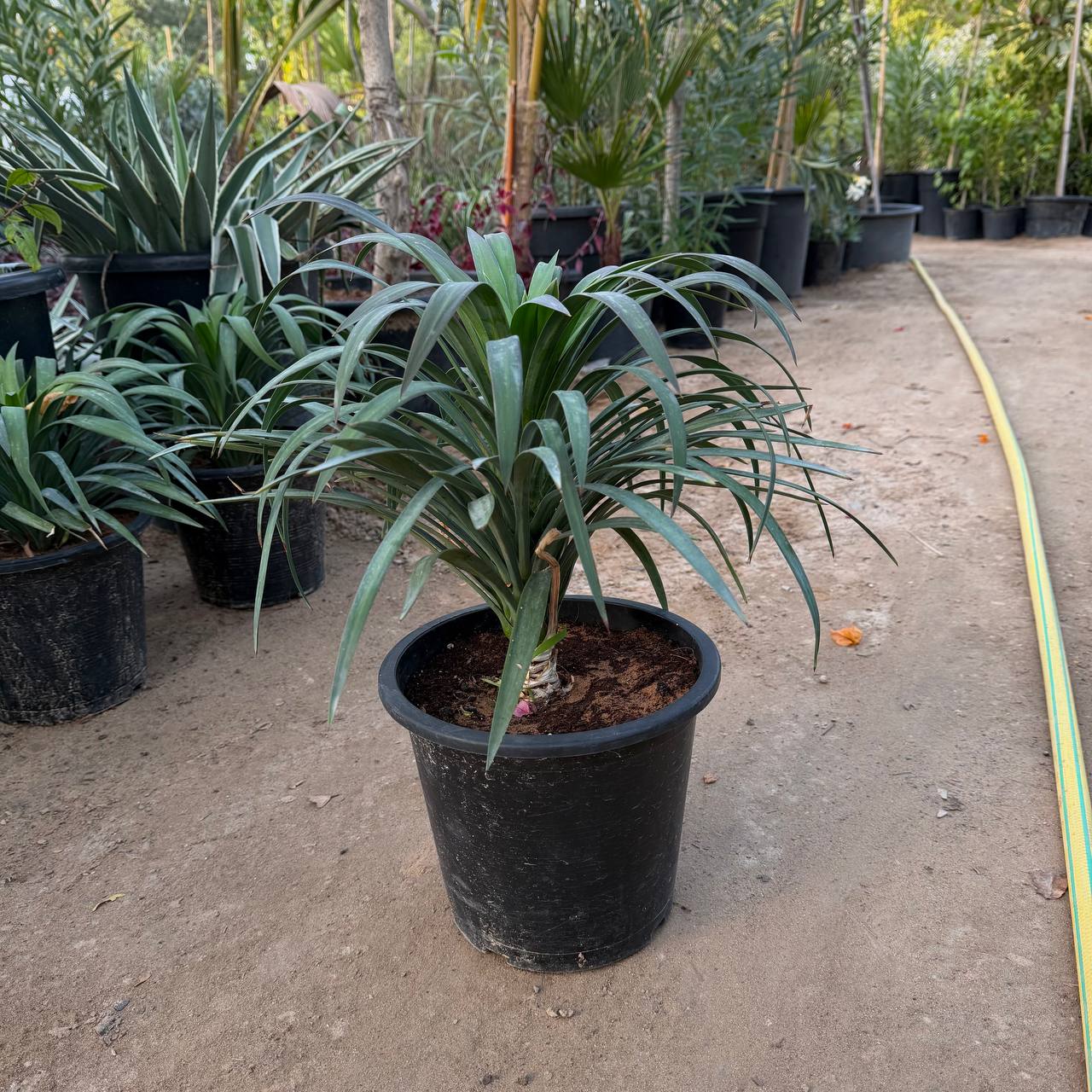 Pandanus