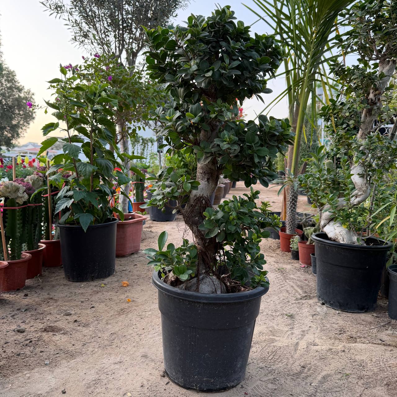Ficus Bonsai