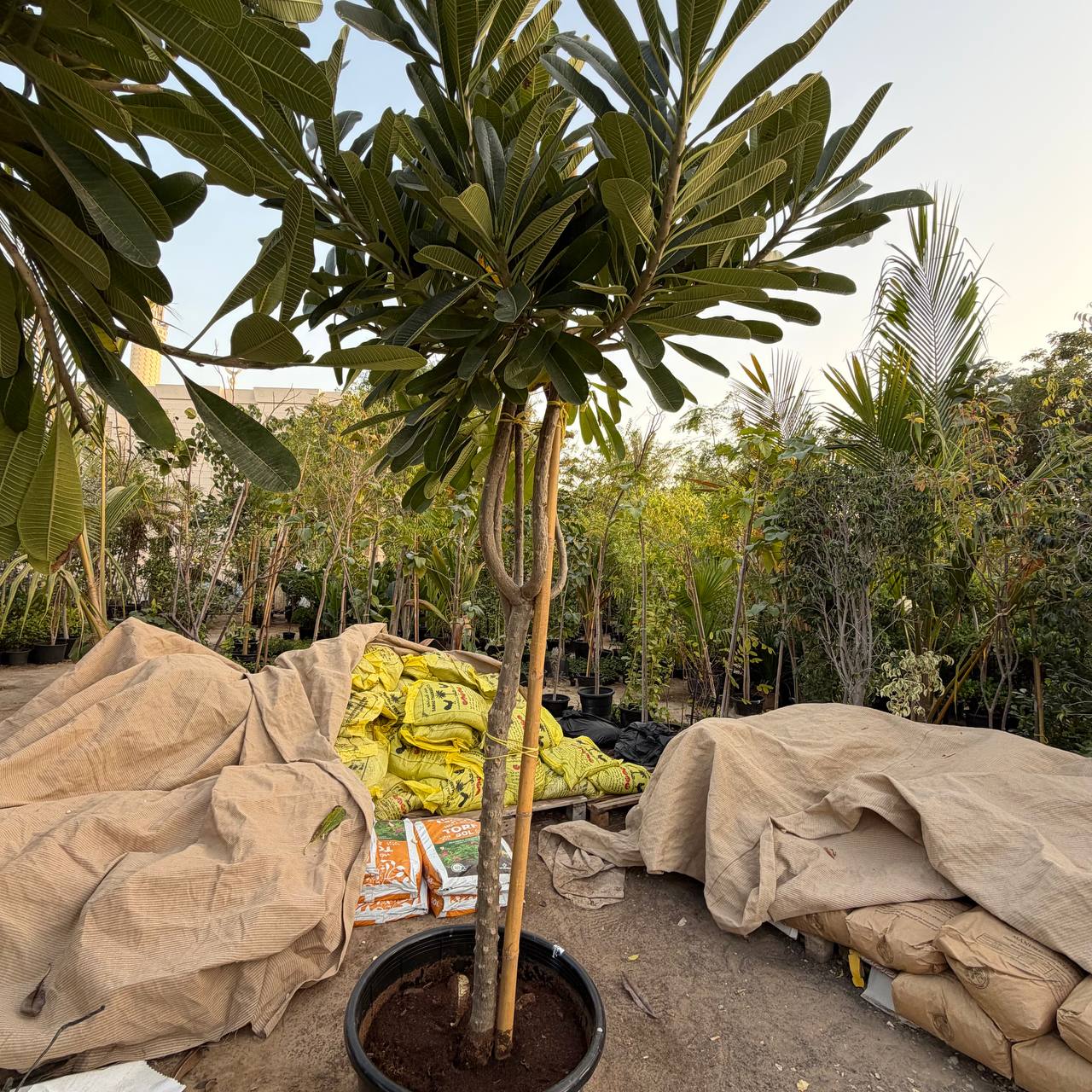Plumeria Tree