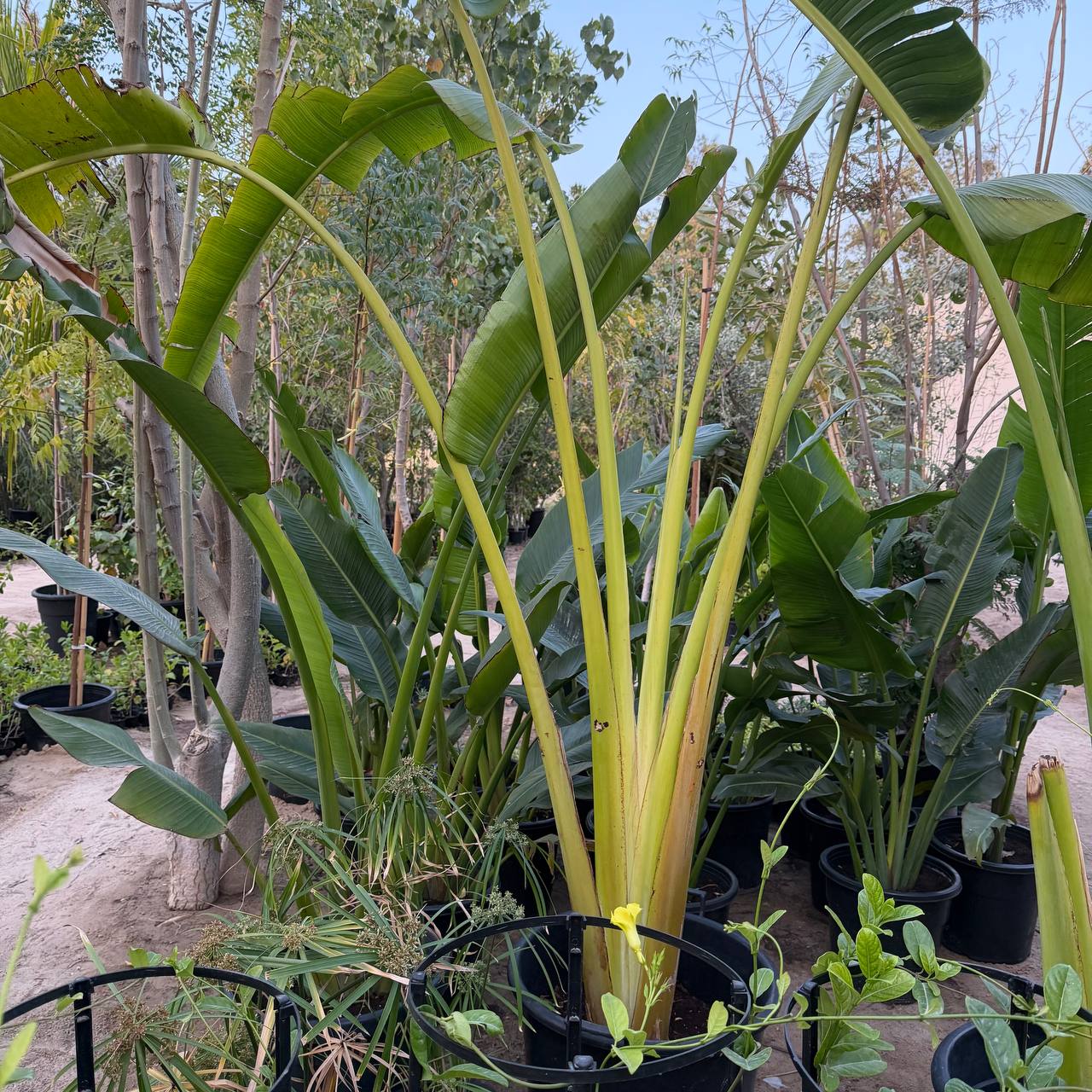 Travel palm