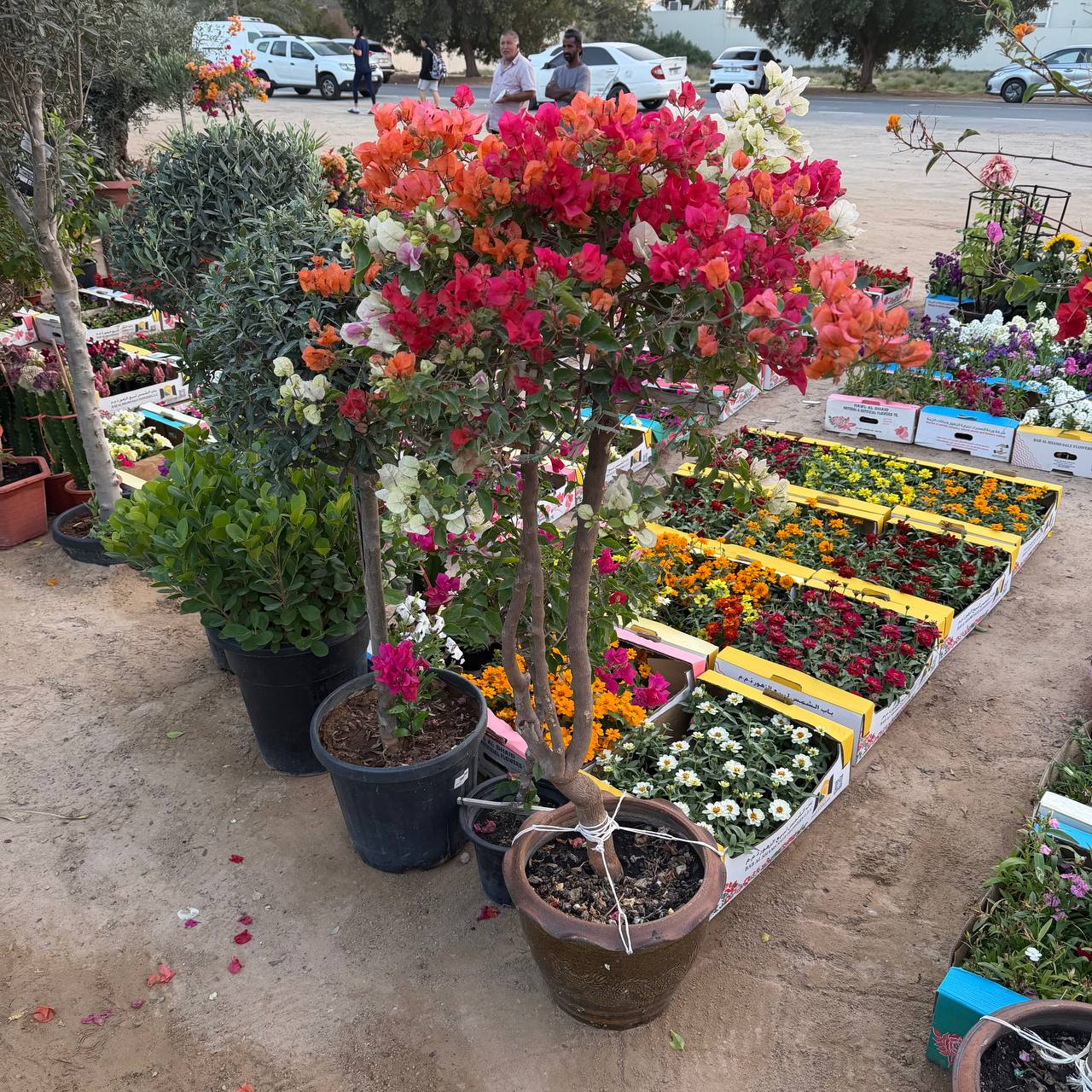 Bougainvillea