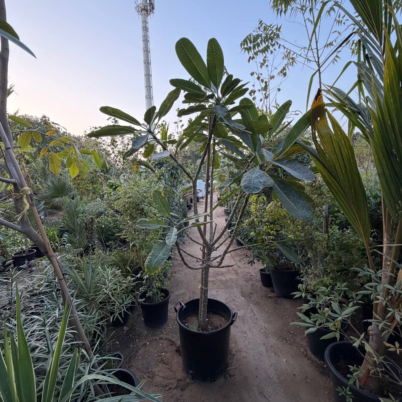 Plumeria Tree