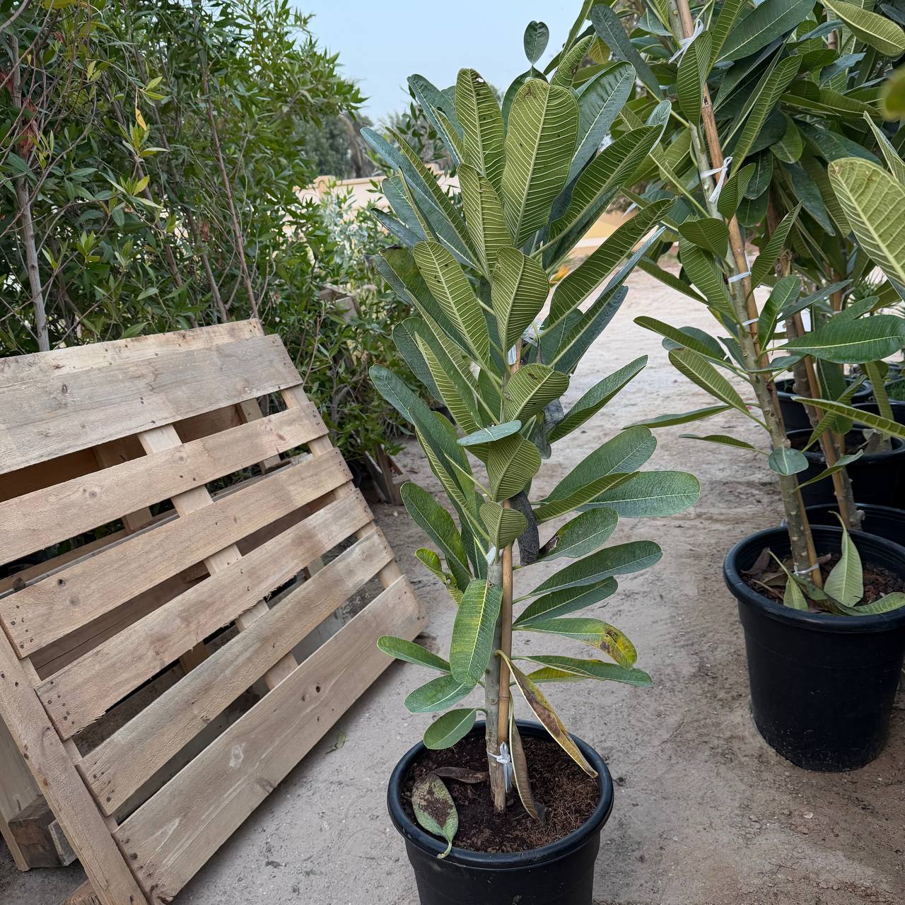 Small Plumeria Tree