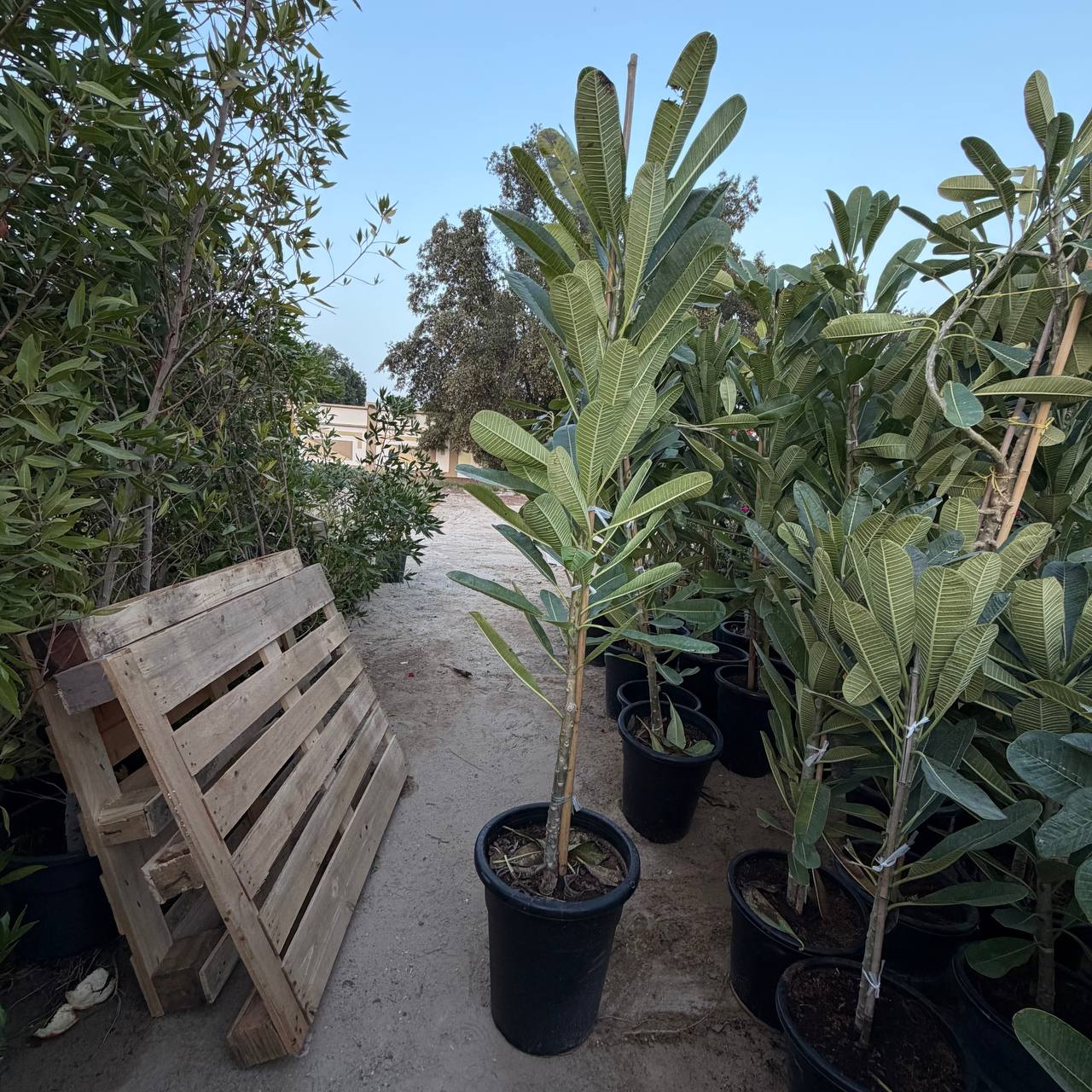 Small Plumeria Tree