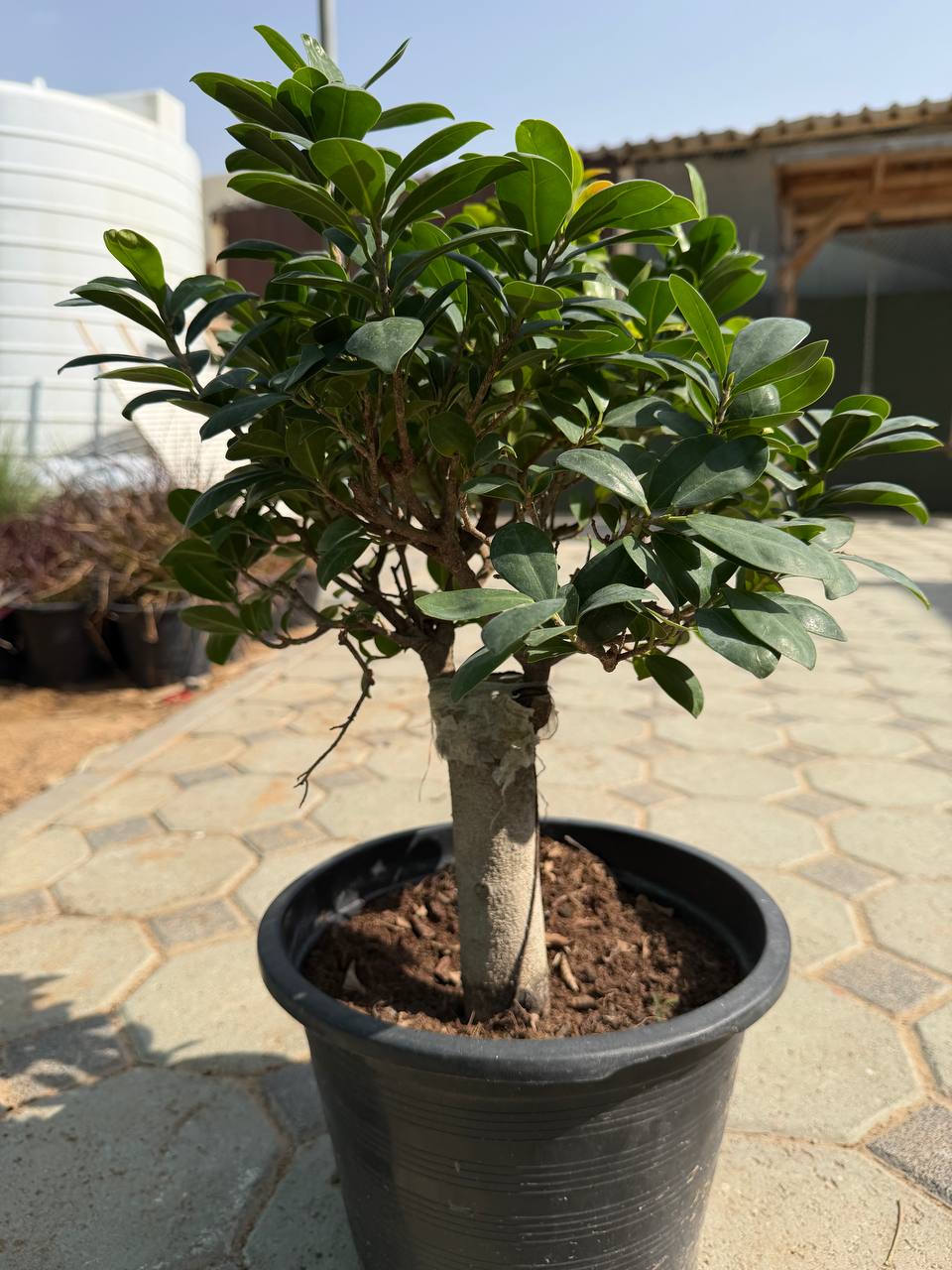 Ficus Bonsai