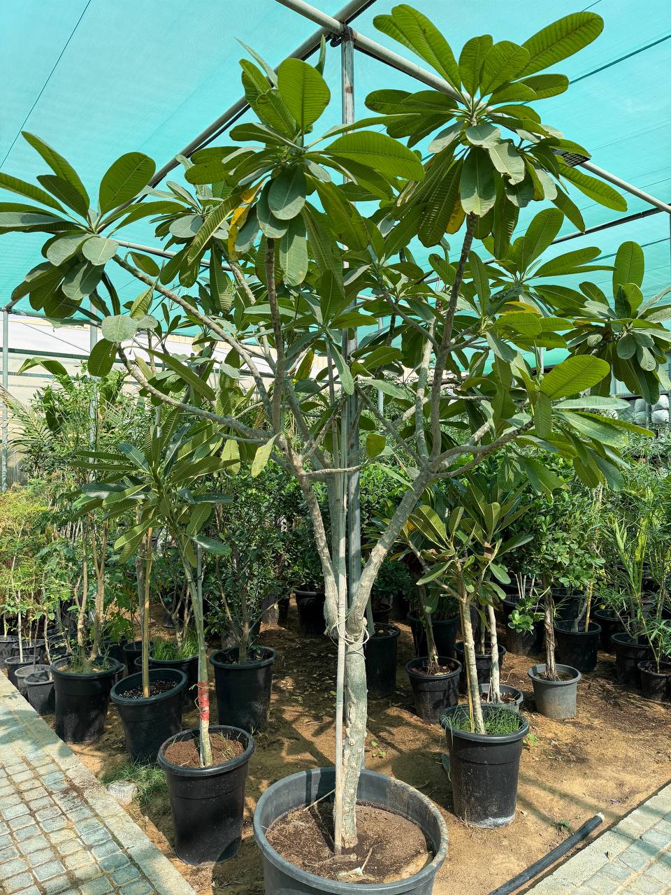 Plumeria Tree