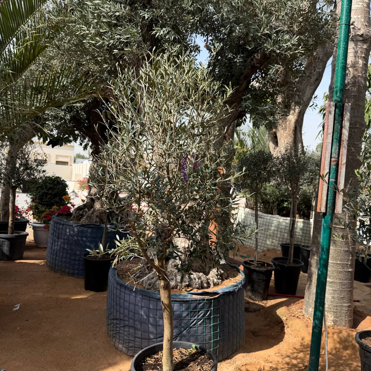 Olive Tree
